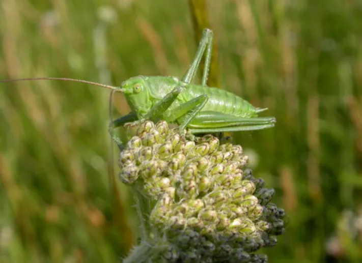Life Cycle of Cricket Insect