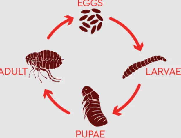 Life Cycle of Fleas