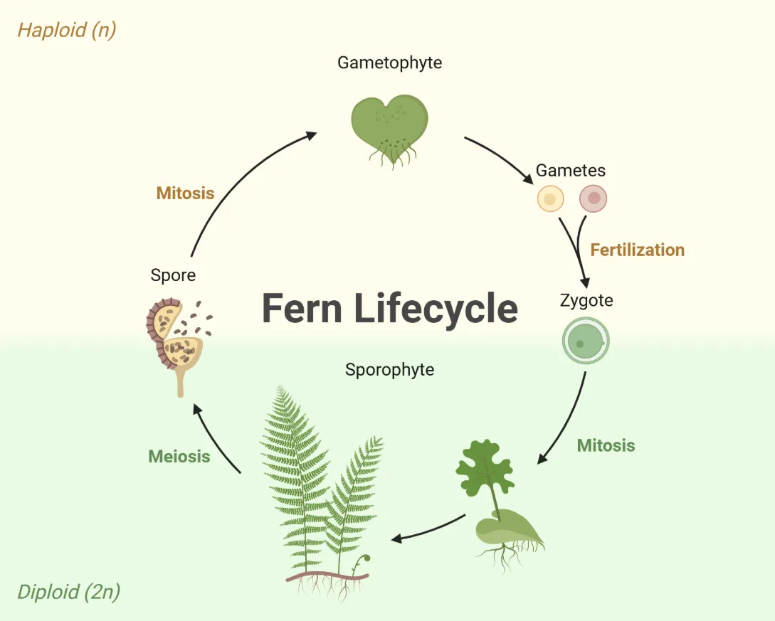 Life Cycle of Moss