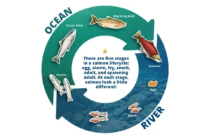 Life Cycle of Salmon