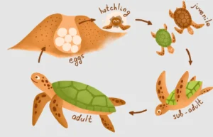 Life Cycle of Sea Turtle
