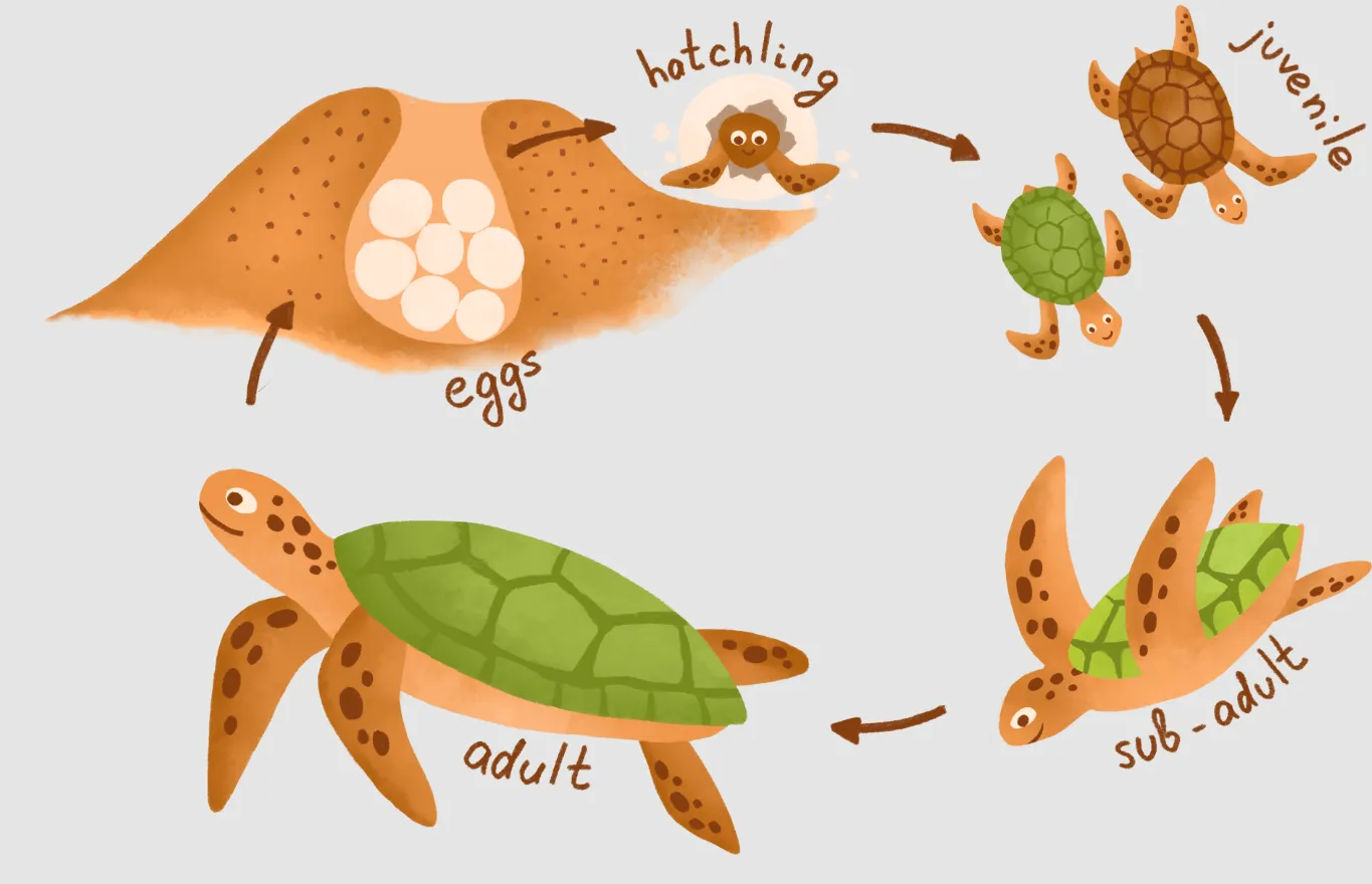 Life Cycle of Sea Turtle