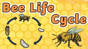 Life Cycle of a Beehive