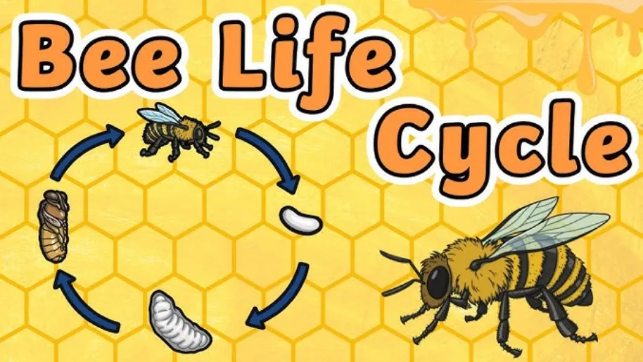 Life Cycle of a Beehive