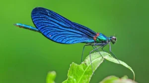 Life Cycle of a Dragonfly