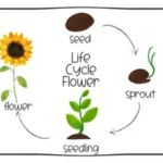 Life Cycle of a Flower