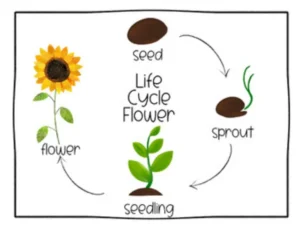 Life Cycle of a Flower