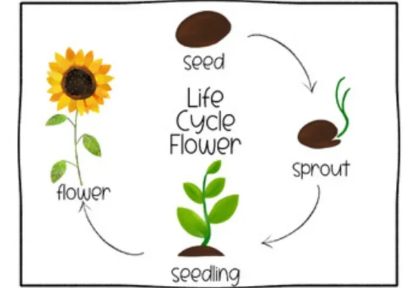 Life Cycle of a Flower