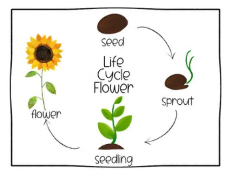 Life Cycle of a Flower