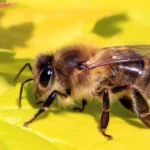 Life Cycle of a Honey Bee