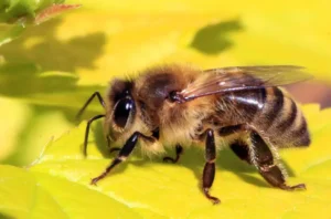Life Cycle of a Honey Bee