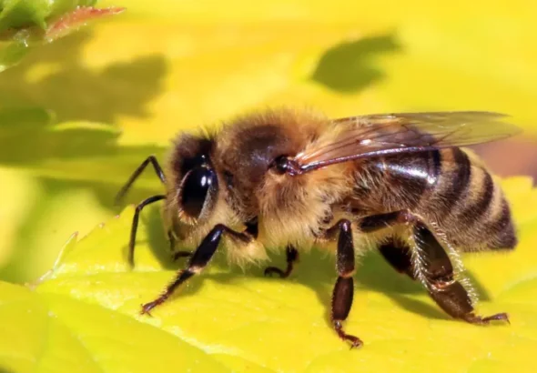 Life Cycle of a Honey Bee