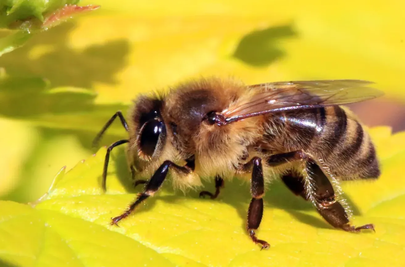 Life Cycle of a Honey Bee