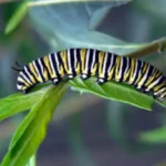 Life Cycle of a Moth