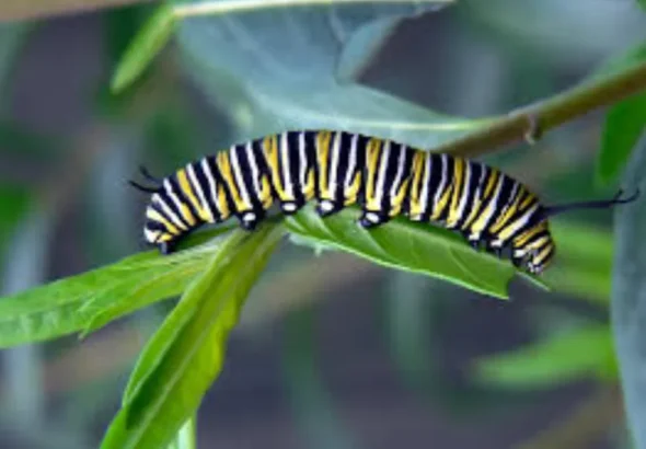 Life Cycle of a Moth