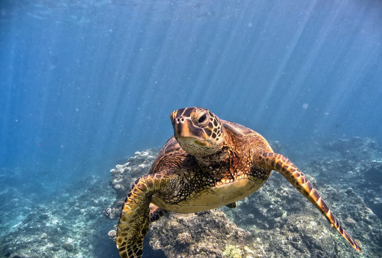 Life Cycle of a Turtle