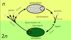 Life Cycle of an Angiosperm