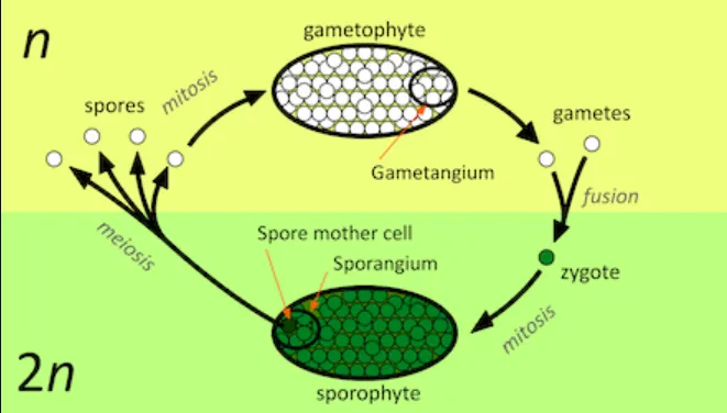 Life Cycle of an Angiosperm