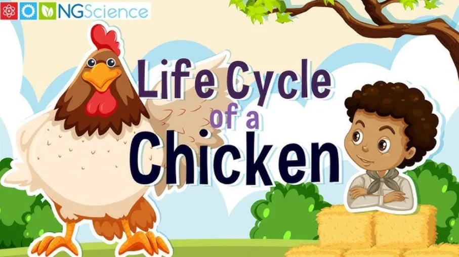 Life Cycle of the Chicken
