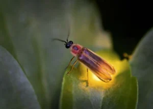 Lightning Bug Life Cycle