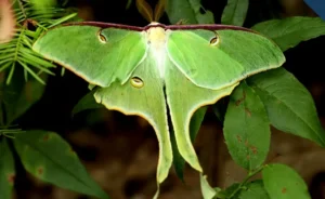 Luna Moth Life Cycle Explained A Complete Guide to Growth, Survival, and Ecological Importance