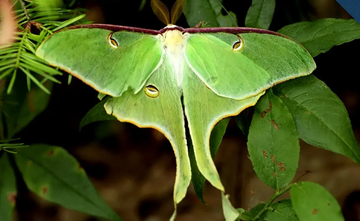 Luna Moth Life Cycle Explained A Complete Guide to Growth, Survival, and Ecological Importance