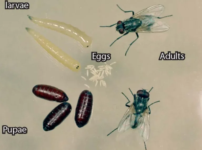 Maggot Life Cycle Explained Complete Guide to Growth, Survival, and Ecological Importance