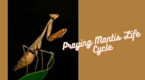 Mantis Life Cycle Explained From Egg to Apex Predator (Complete Guide for 2026)