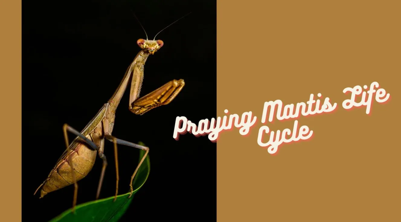 Mantis Life Cycle Explained From Egg to Apex Predator (Complete Guide for 2026)