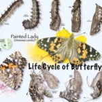 Painted Lady Butterfly Life Cycle Explained Stages, Survival Secrets & Fascinating Facts for Nature Lovers