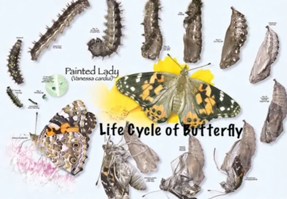 Painted Lady Butterfly Life Cycle Explained Stages, Survival Secrets & Fascinating Facts for Nature Lovers