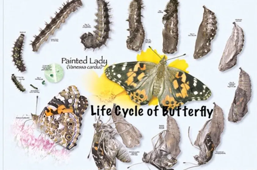 Painted Lady Butterfly Life Cycle Explained Stages, Survival Secrets & Fascinating Facts for Nature Lovers