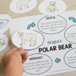 Polar Bear Life Cycle Explained Complete Stages, Survival Secrets & Arctic Adaptation Guide