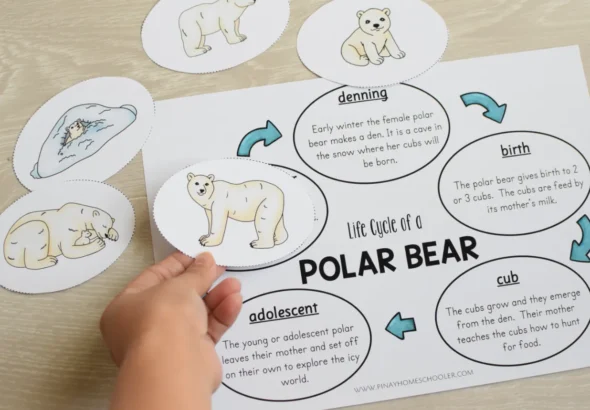Polar Bear Life Cycle Explained Complete Stages, Survival Secrets & Arctic Adaptation Guide