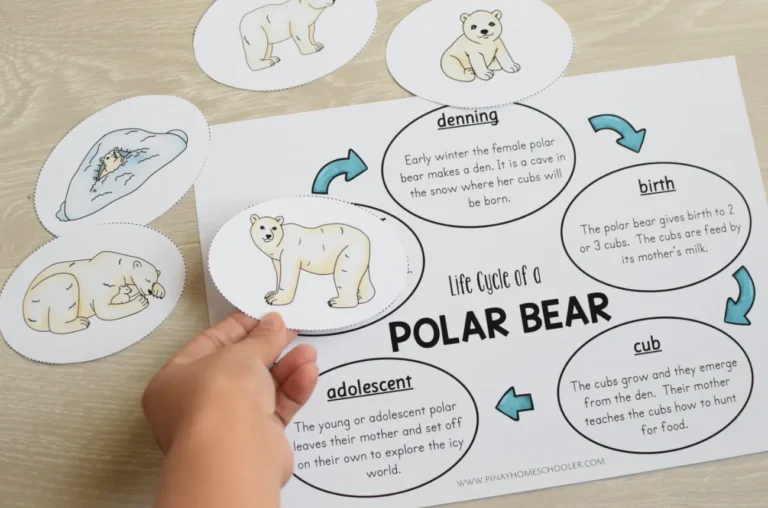 Polar Bear Life Cycle Explained Complete Stages, Survival Secrets & Arctic Adaptation Guide
