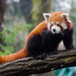 Red Panda Life Cycle Explained From Tiny Cubs to Tree-Dwelling Survivors (Complete Guide)