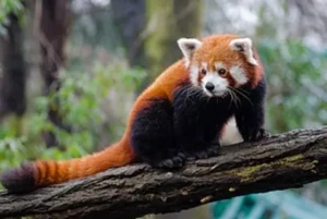 Red Panda Life Cycle Explained From Tiny Cubs to Tree-Dwelling Survivors (Complete Guide)