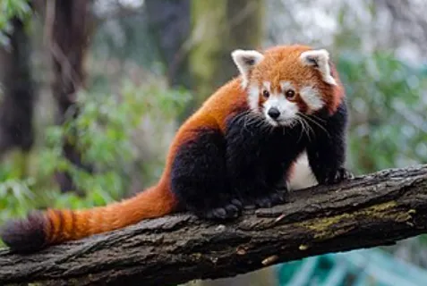 Red Panda Life Cycle Explained From Tiny Cubs to Tree-Dwelling Survivors (Complete Guide)