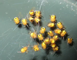 Spider Life Cycle