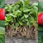 Strawberry Life Cycle