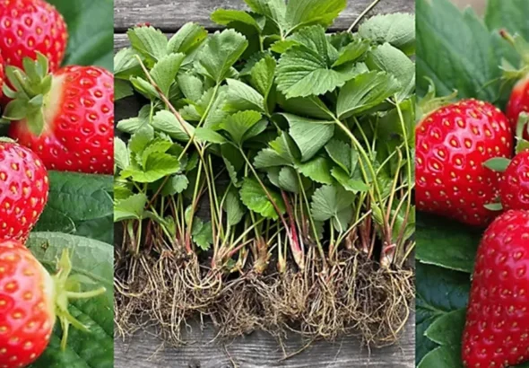 Strawberry Life Cycle