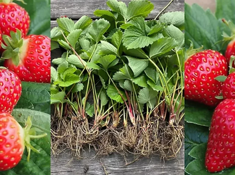 Strawberry Life Cycle