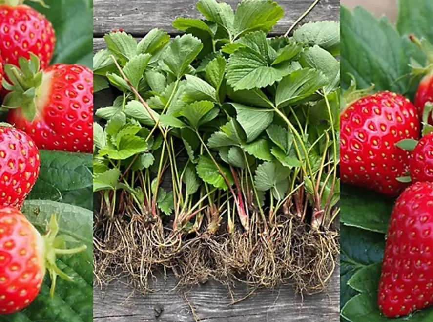 Strawberry Life Cycle