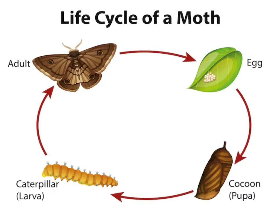 The Complete Guide to Moths' Life Cycle From Tiny Eggs to Beautiful Night Flyers