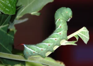 Tomato Worm Life Cycle