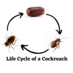American Cockroach Life Cycle