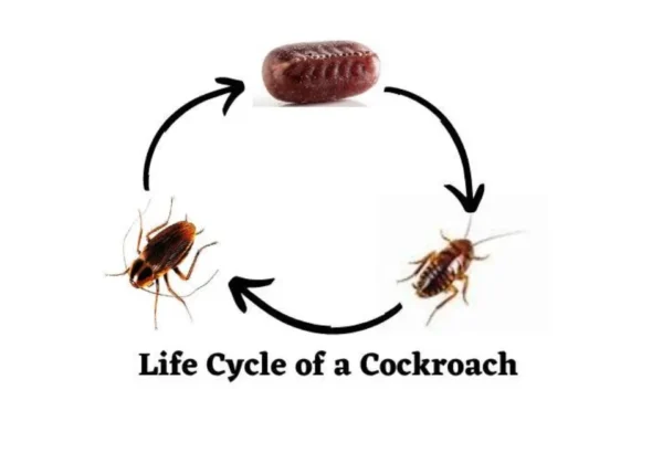American Cockroach Life Cycle