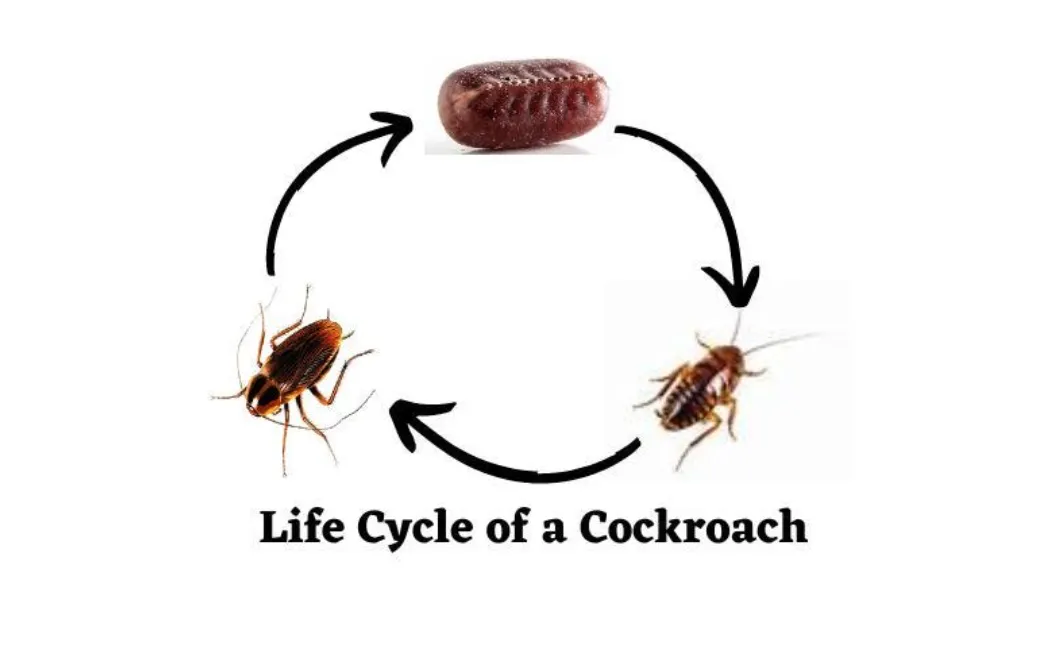 American Cockroach Life Cycle