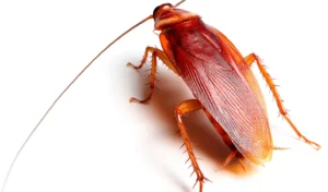 American Cockroach Life Cycle