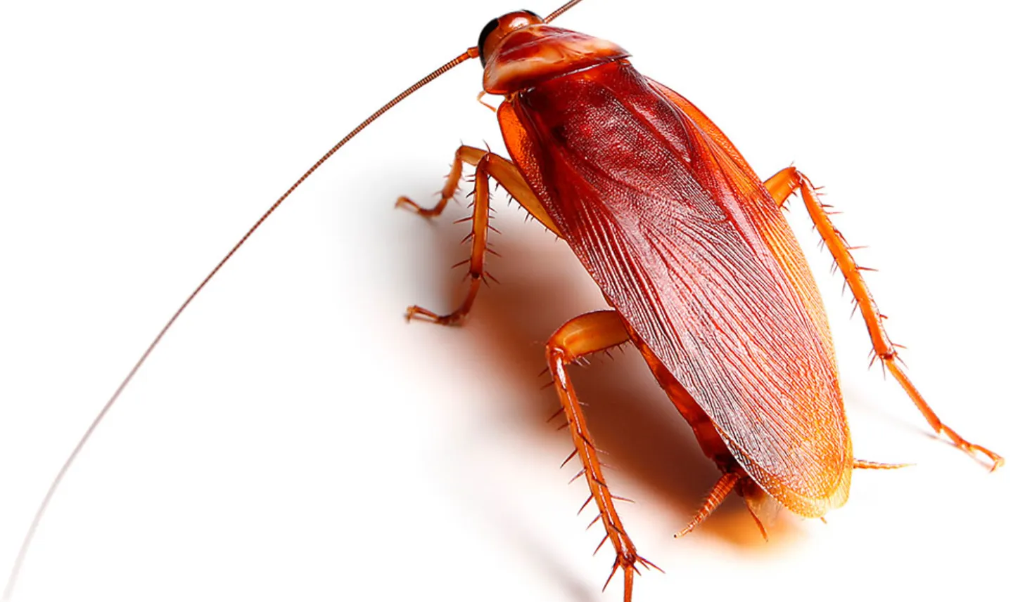 American Cockroach Life Cycle